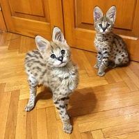 Hermosos gatitos Serval y F1 Savannah disponibles  
